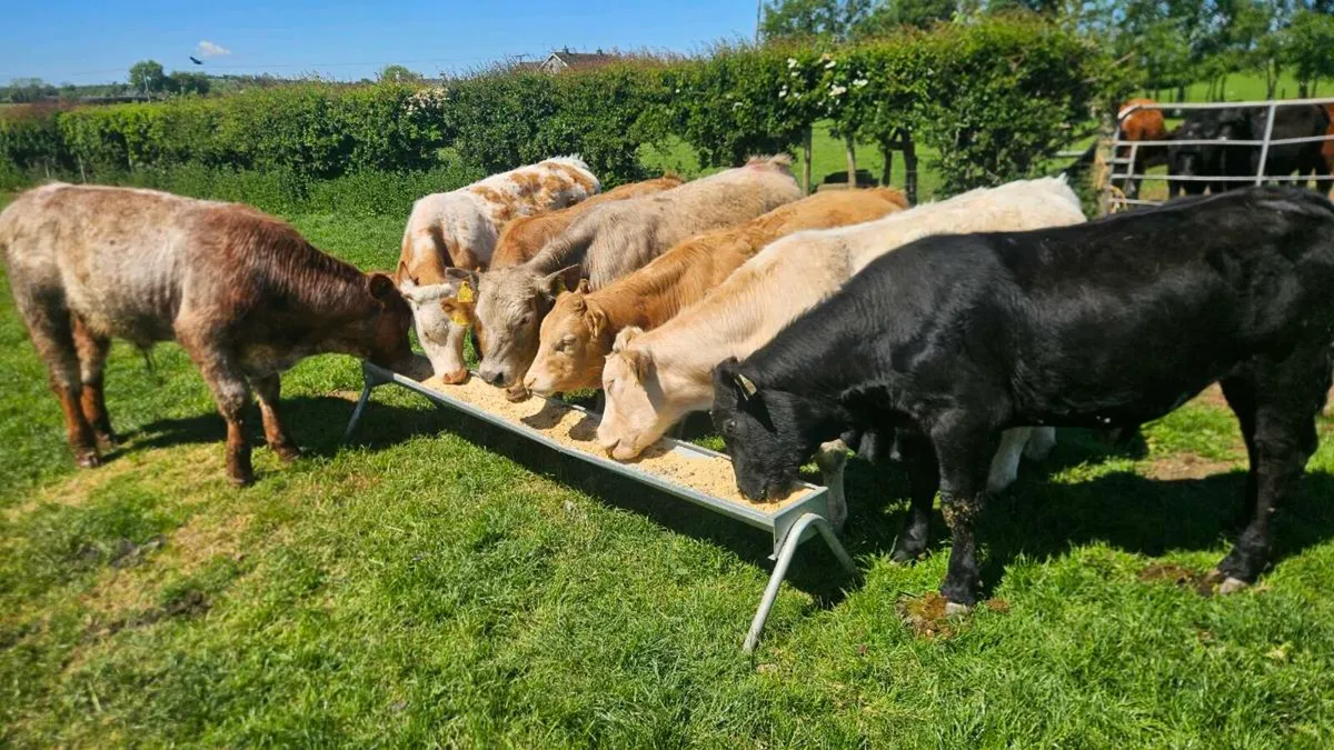 Charolais & Limousin Bulls - Image 3