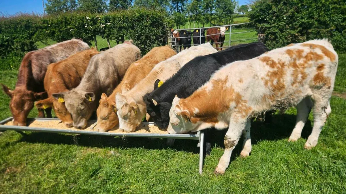 Charolais & Limousin Bulls - Image 4