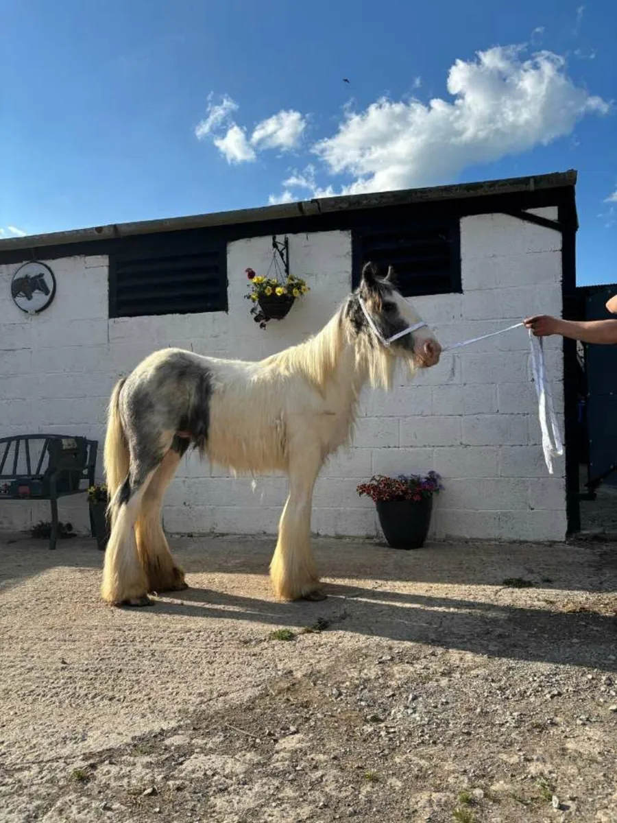 Traditional Irish cob colt - Image 1