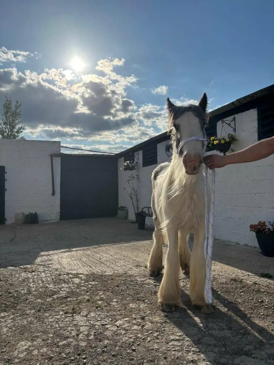 Traditional Irish cob colt - Image 2