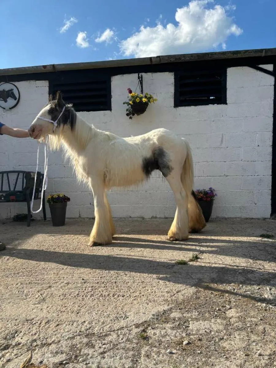 Traditional Irish cob colt - Image 3
