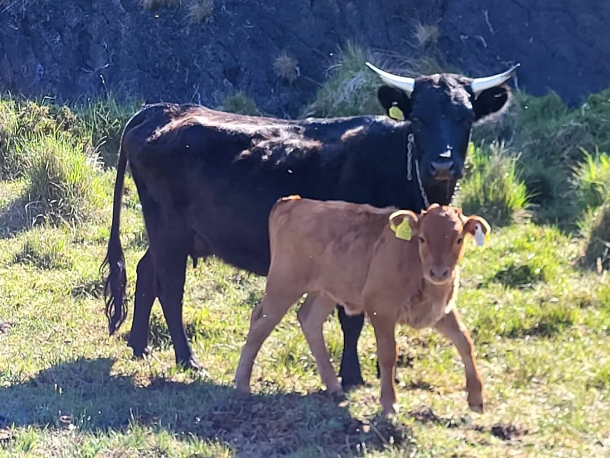Dexter cattle - Image 3