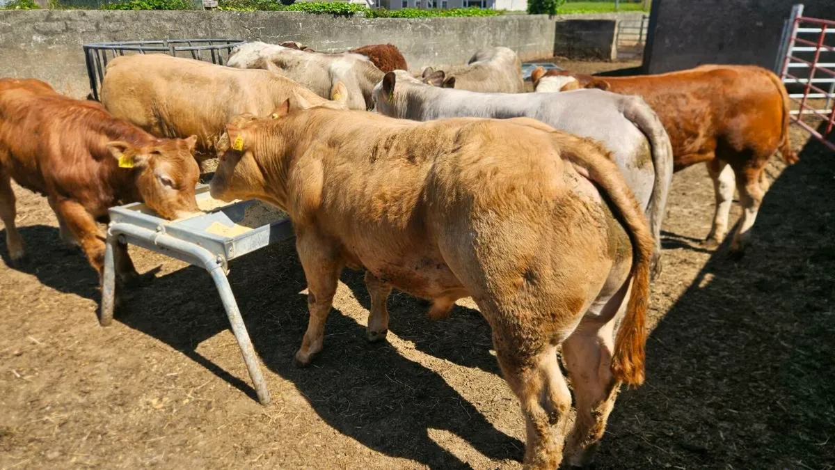 Super Charolais & Limousin Bulls! - Image 2
