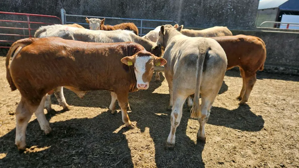 Super Charolais & Limousin Bulls! - Image 3