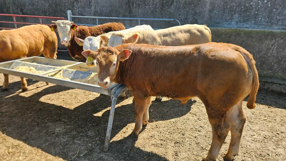 Super Charolais & Limousin Bulls! - Image 4
