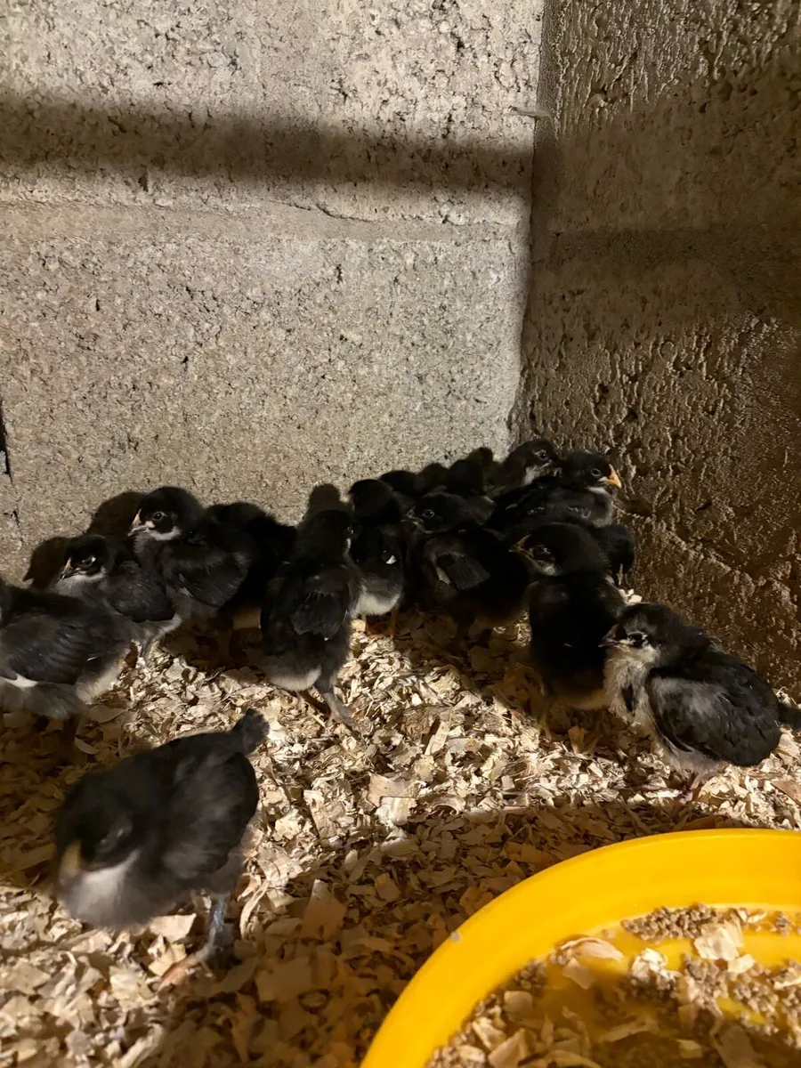 Black Copper maran chicks/Black Orpington/Ducks - Image 2