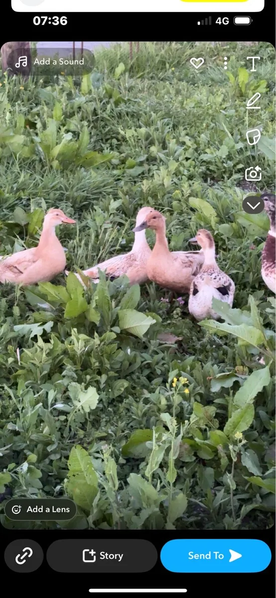 Black Copper maran chicks/Black Orpington/Ducks - Image 3