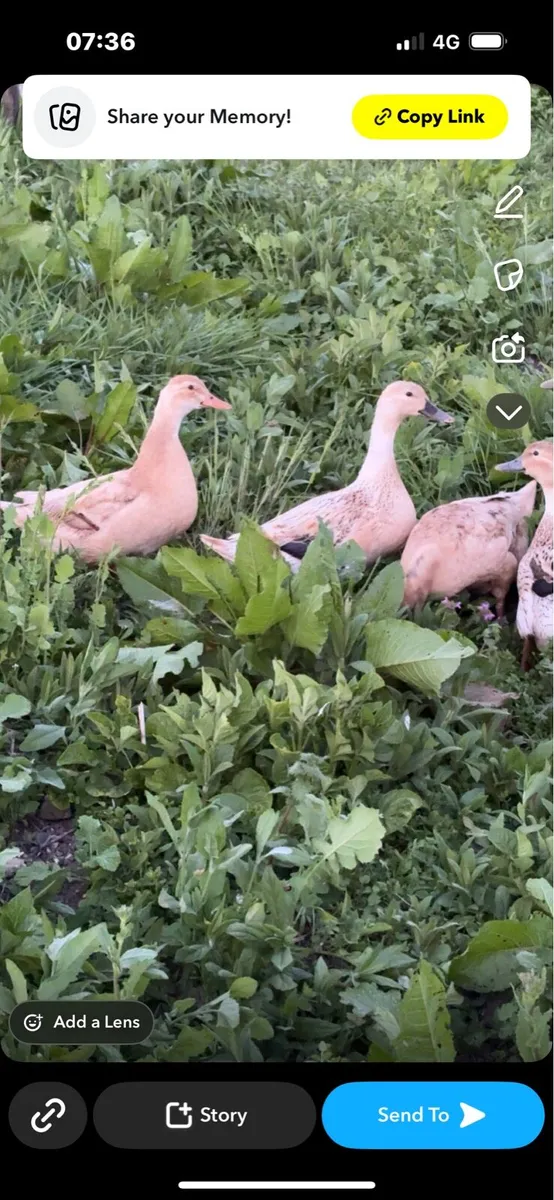 Black Copper maran chicks/Black Orpington/Ducks - Image 4