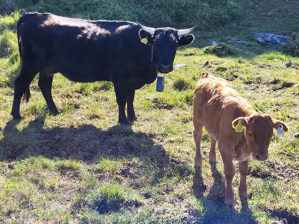 Dexter cattle - Image 1