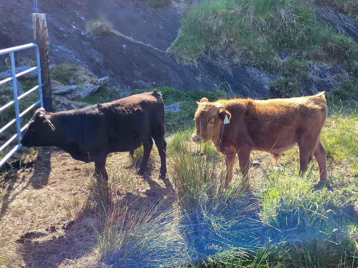 Dexter cattle - Image 2