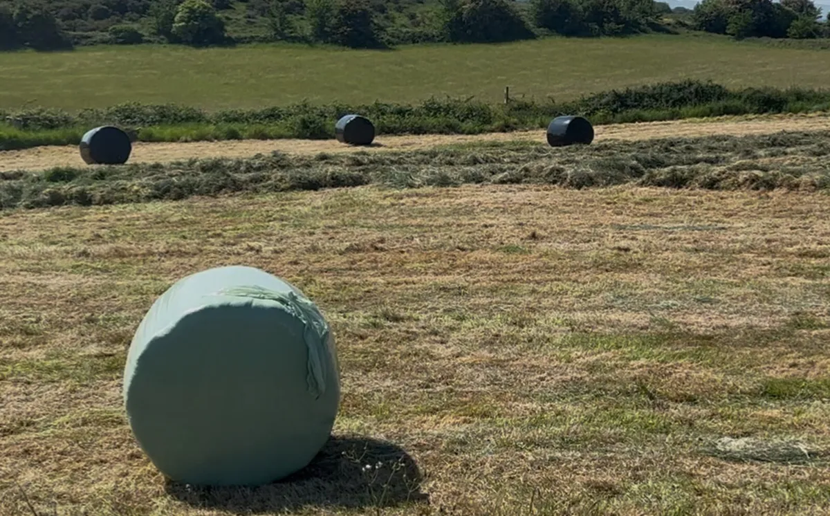 Dry first cut silage Bales (Clarina) - Image 1