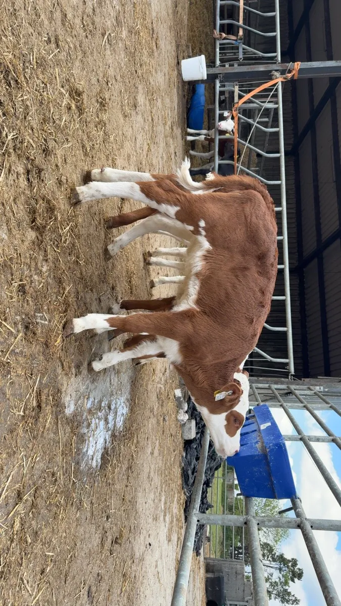 13 smashing red Whithead heifers - Image 2