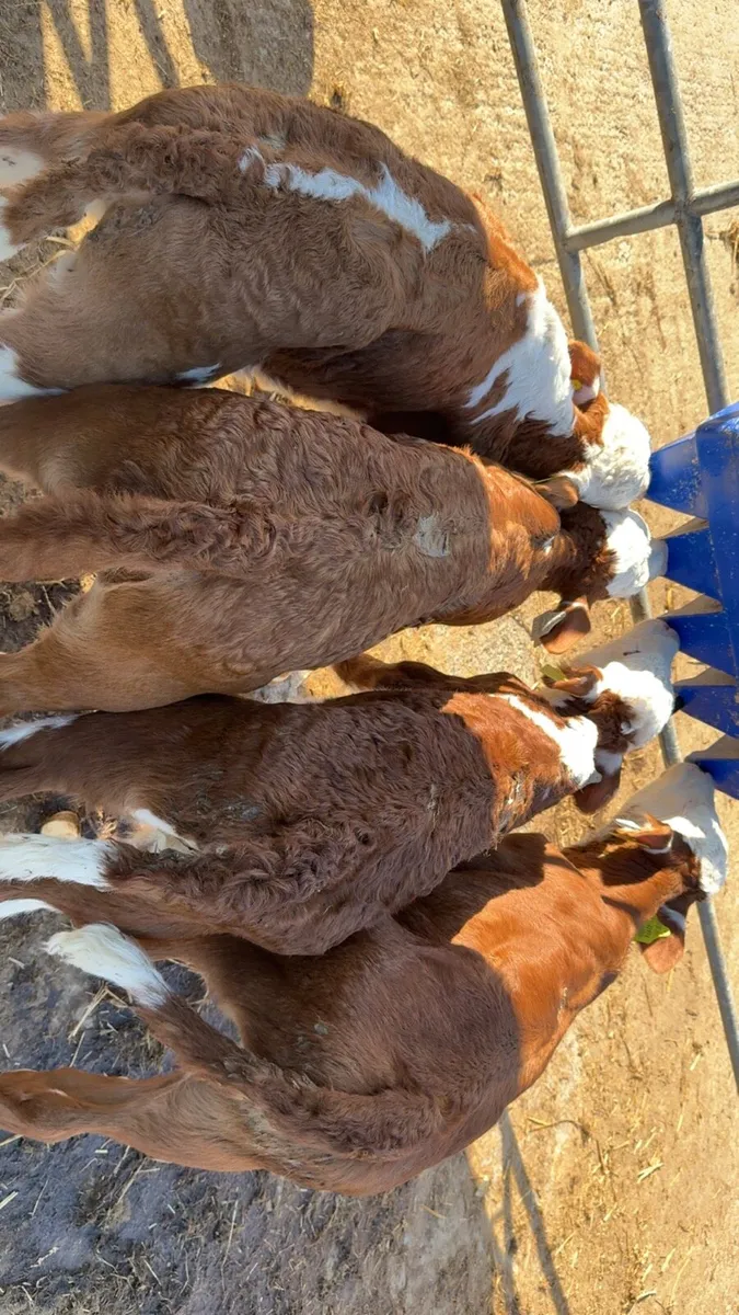 13 smashing red Whithead heifers - Image 4
