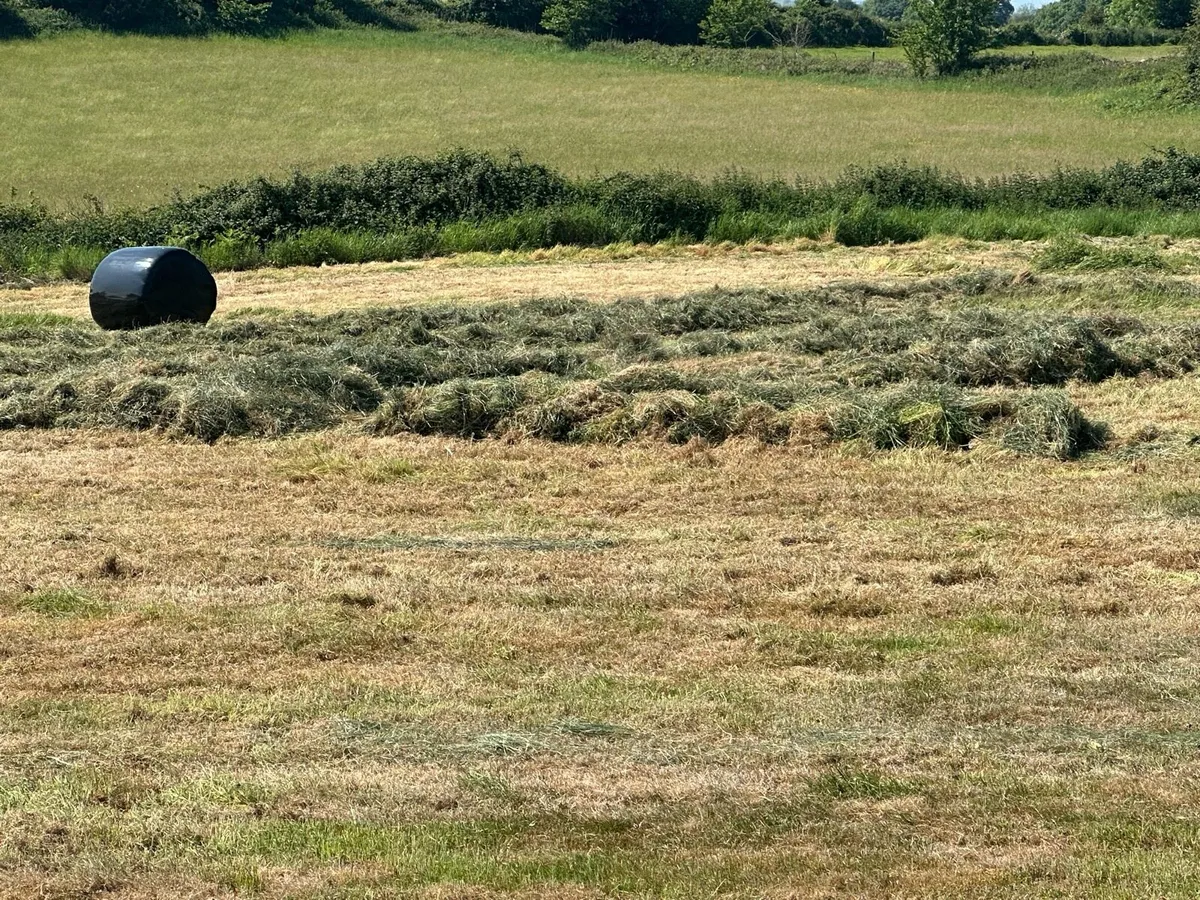 Dry first cut silage Bales (Clarina) - Image 2