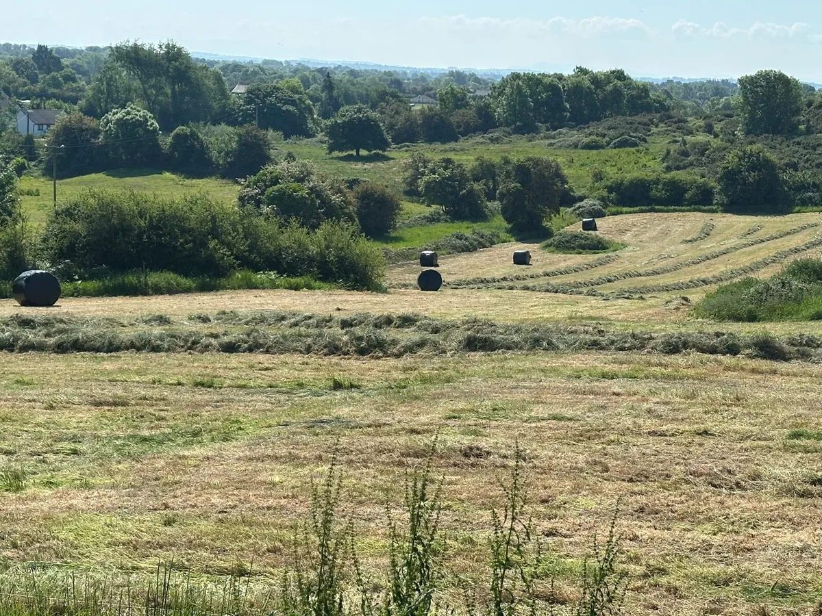 Dry first cut silage Bales (Clarina) - Image 3