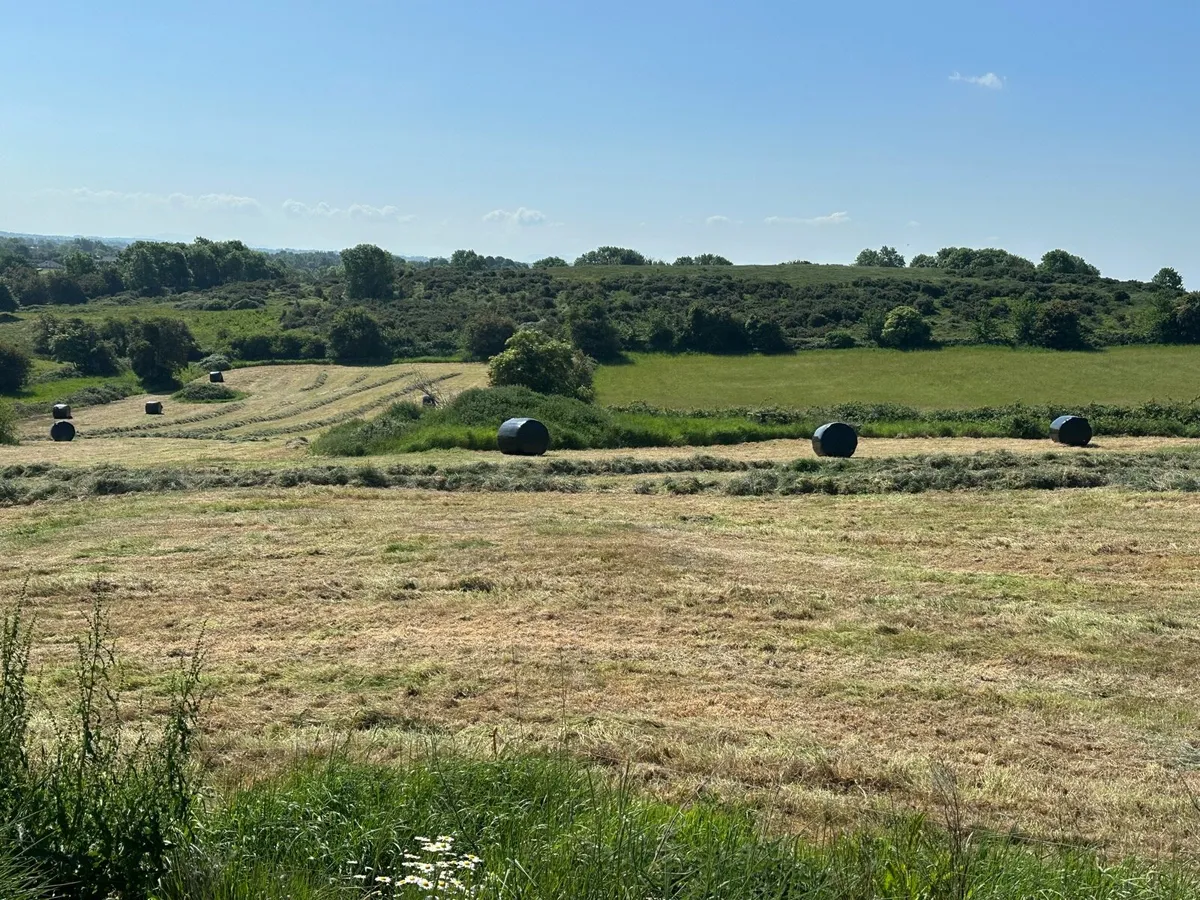 Dry first cut silage Bales (Clarina) - Image 4
