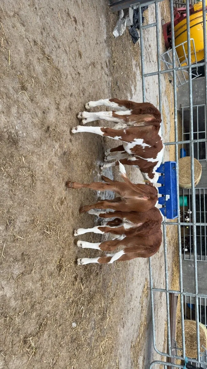 13 smashing red Whithead heifers - Image 1