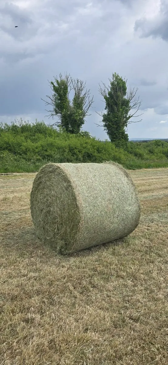 Bales of Hay - Image 3