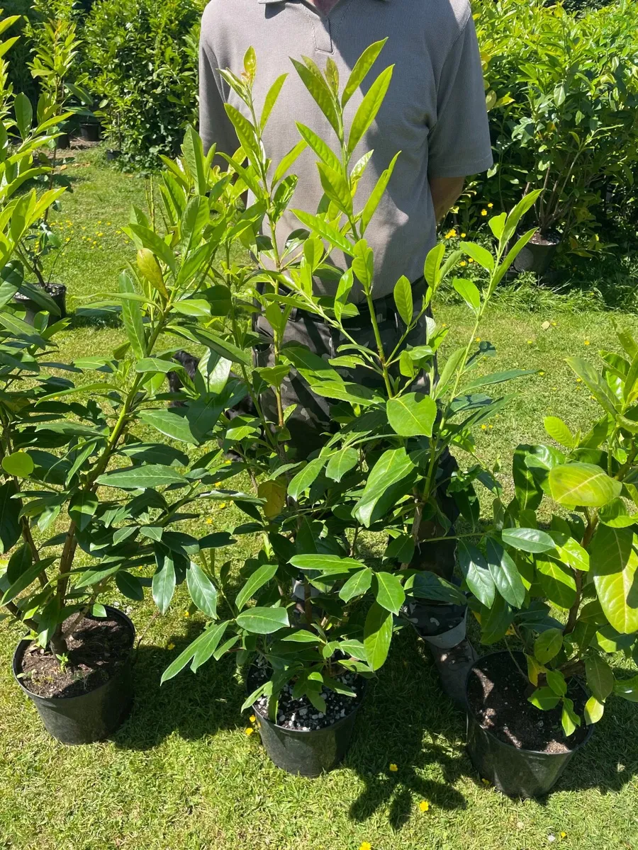 Potted Laurel Hedging**MAY OFFERS - Image 1