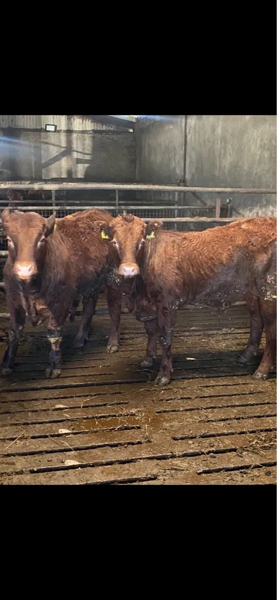 Saler Bull Wealings - Image 1