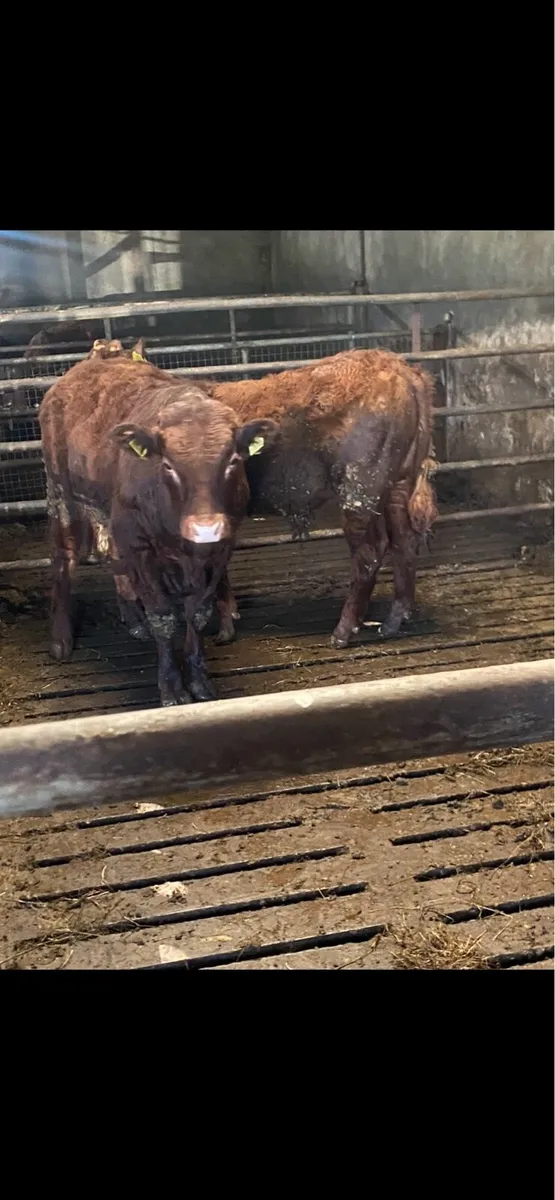 Saler Bull Wealings - Image 2