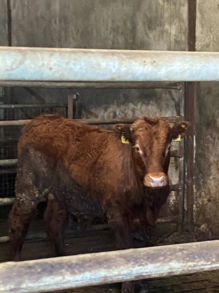 Saler Bull Wealings - Image 3