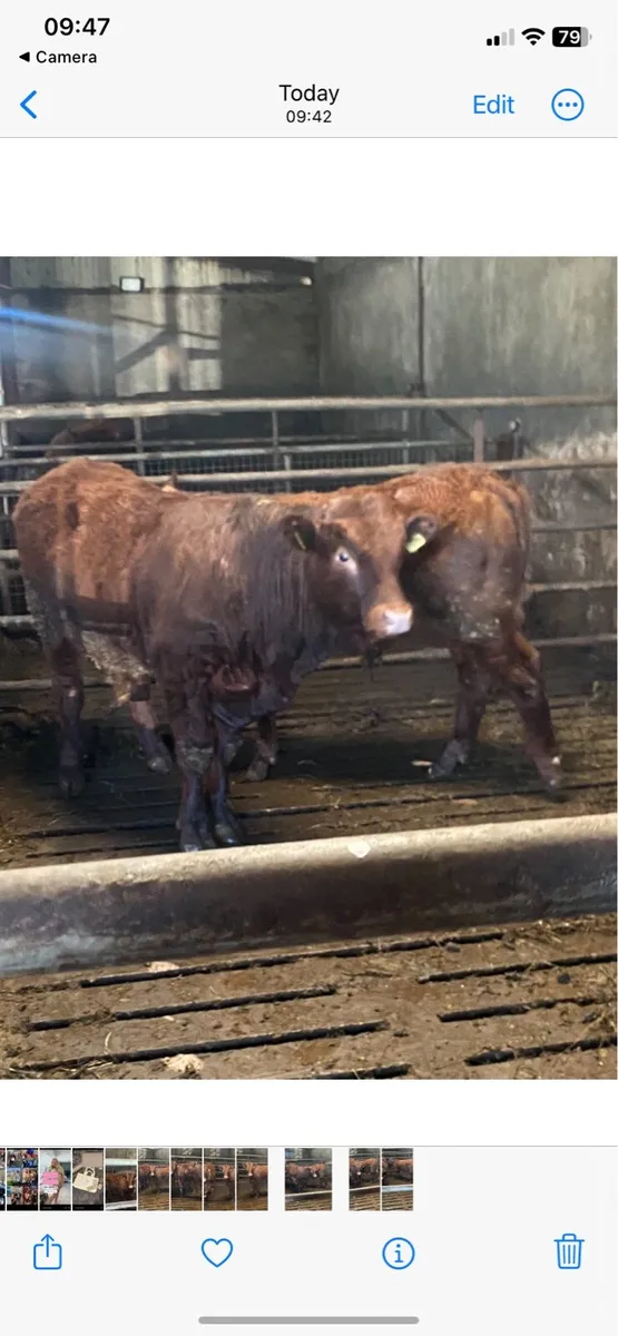 Saler Bull Wealings - Image 4