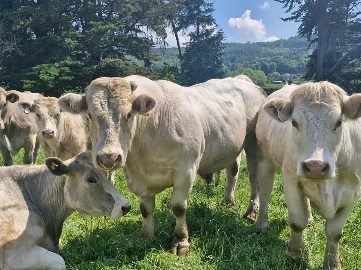 Charolais Bull - Image 1