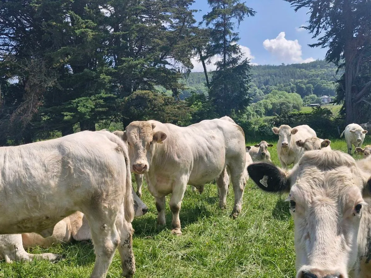 Charolais Bull - Image 2