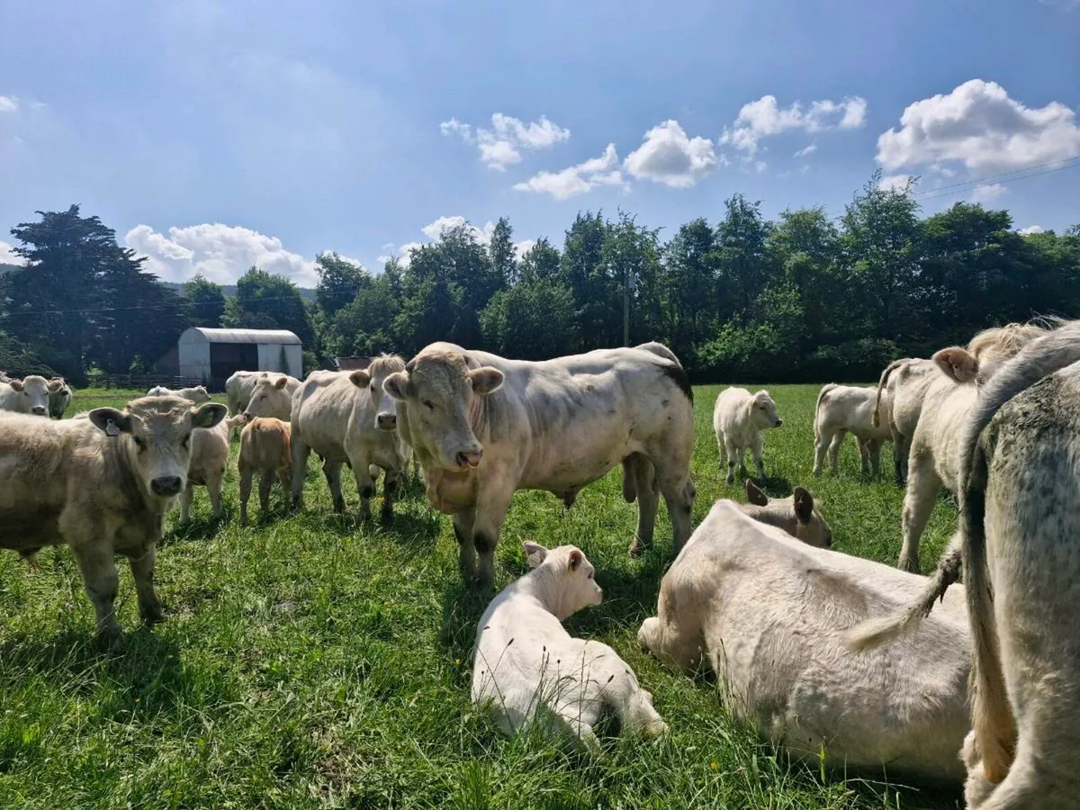 Charolais Bull - Image 3
