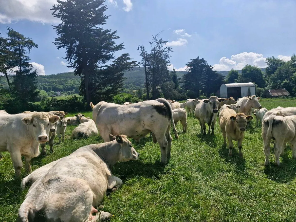 Charolais Bull - Image 4
