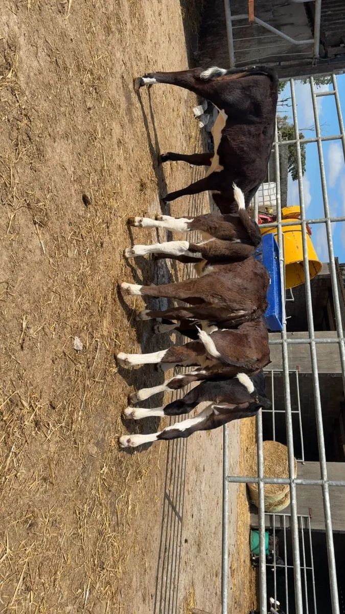 12 super black whitehead heifer calves - Image 1