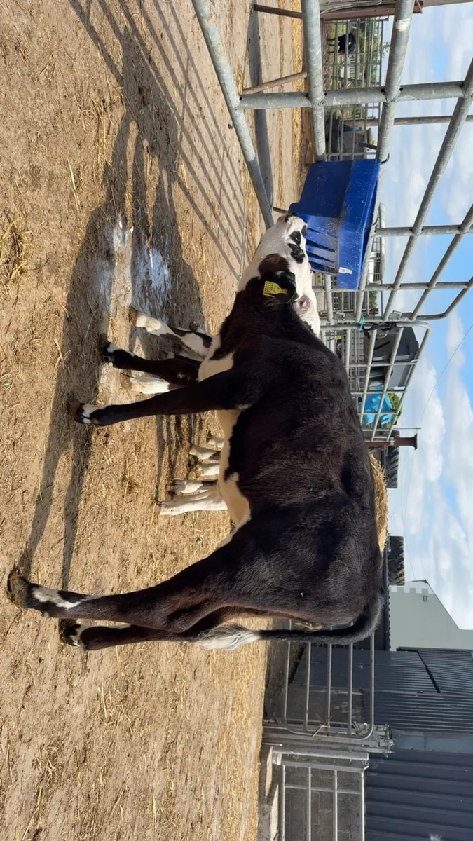 12 super black whitehead heifer calves - Image 2