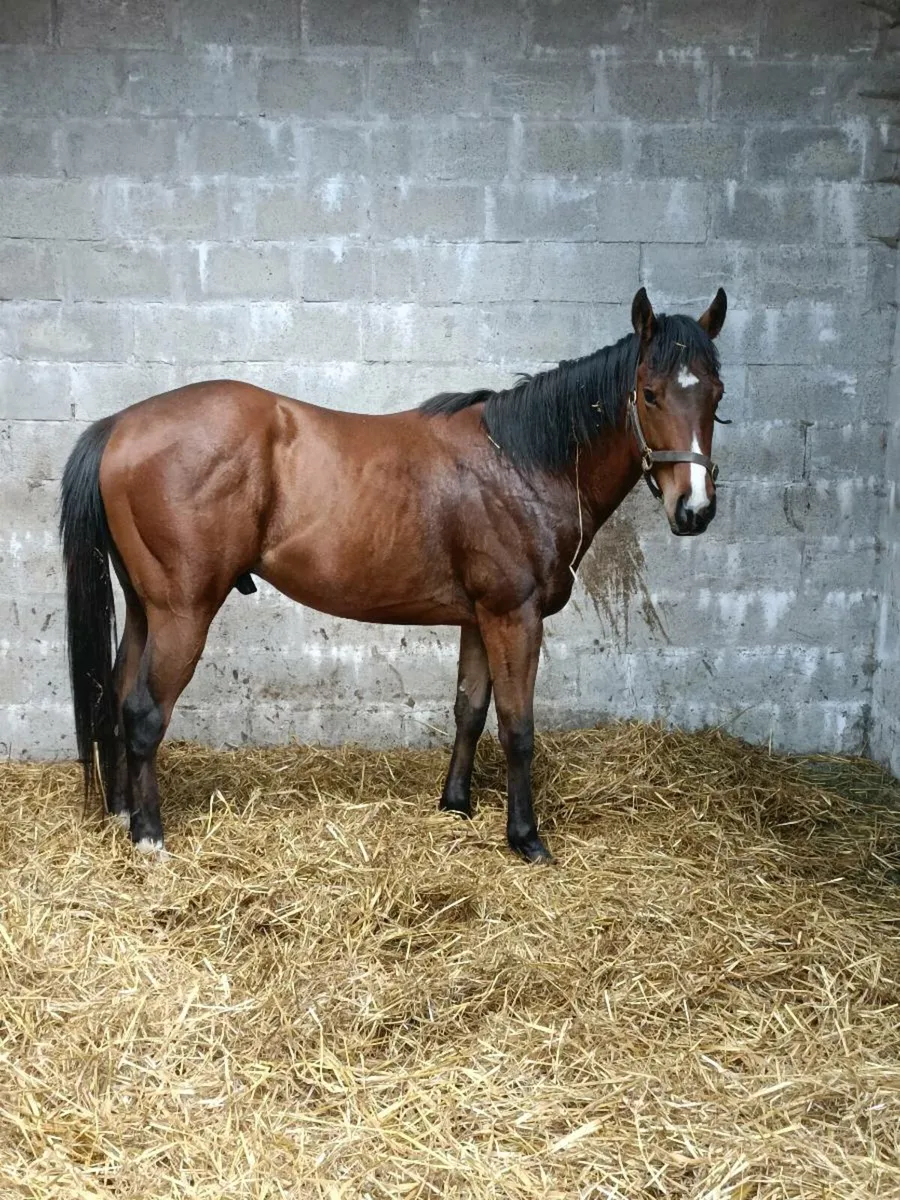 Horse