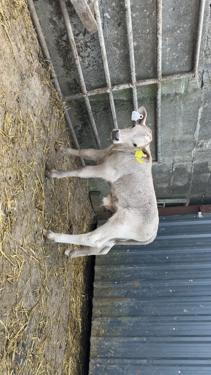 2 smashing bull calves - Image 1