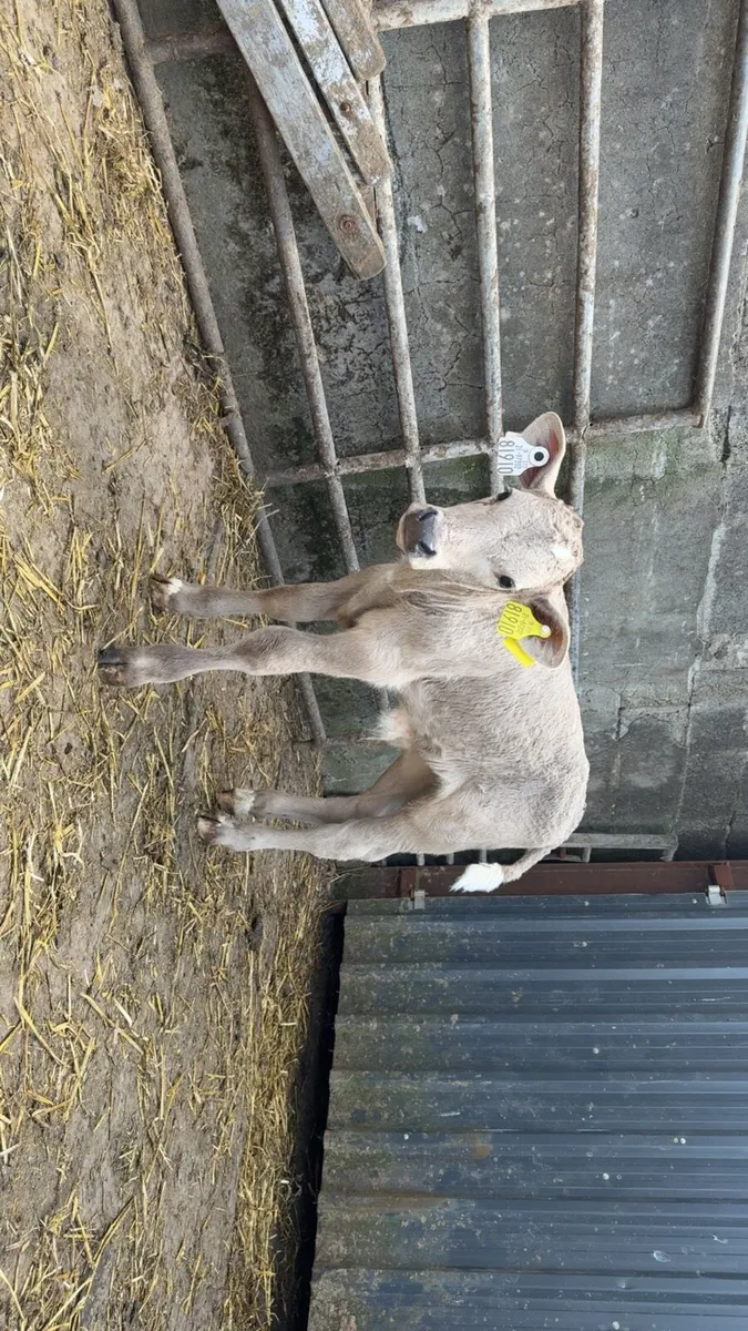 2 smashing bull calves - Image 2