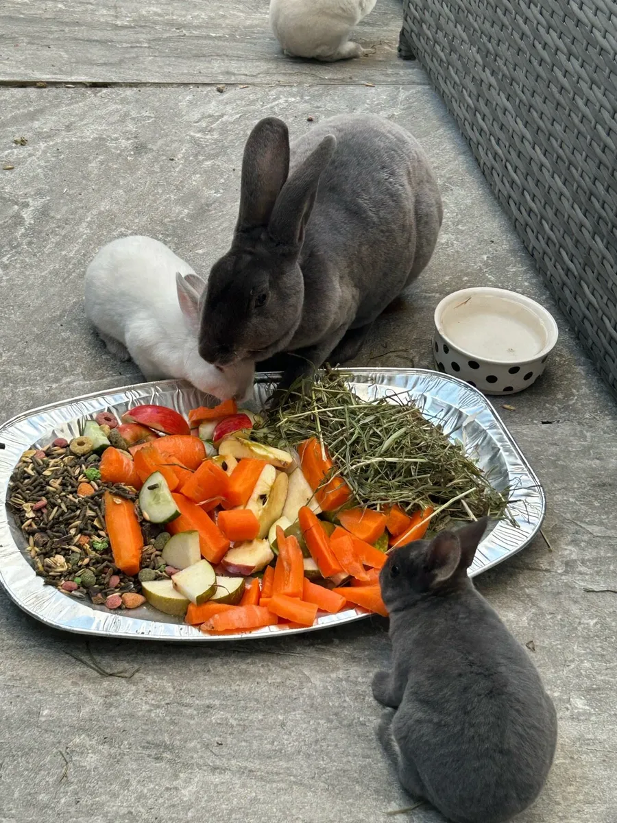 Mini Rex Rabbits - Image 2