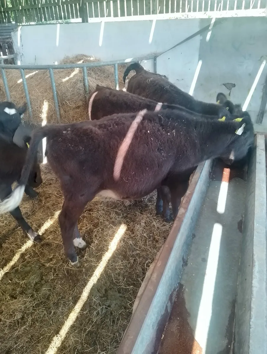 7x aberdeen angus ( 2 bulls & 5heifers ) - Image 1