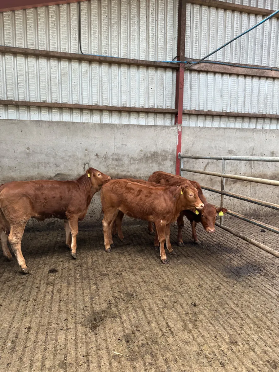 Lim heifers - Image 1