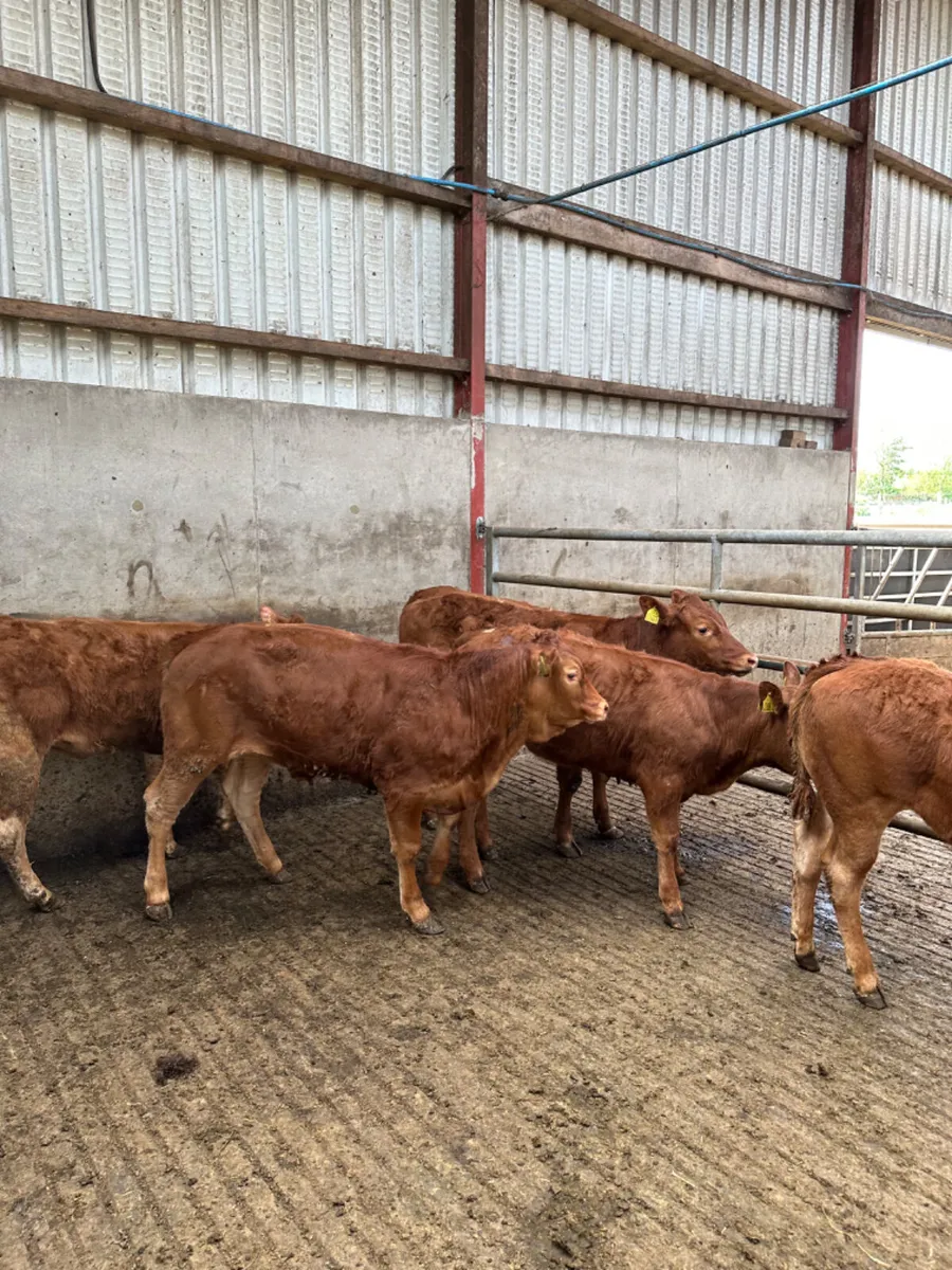 Lim heifers - Image 3