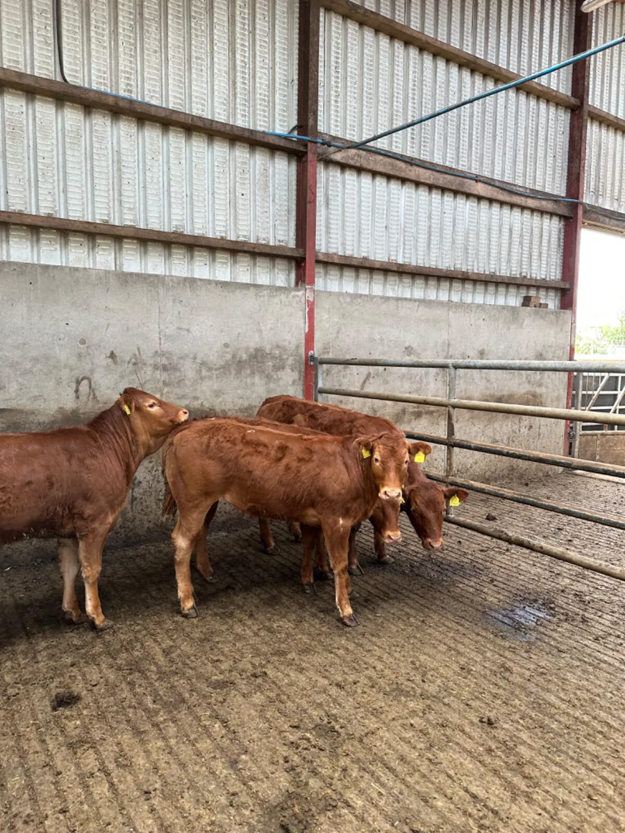 Lim heifers - Image 4