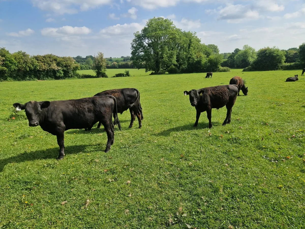 Angus bulls for sale - Image 1