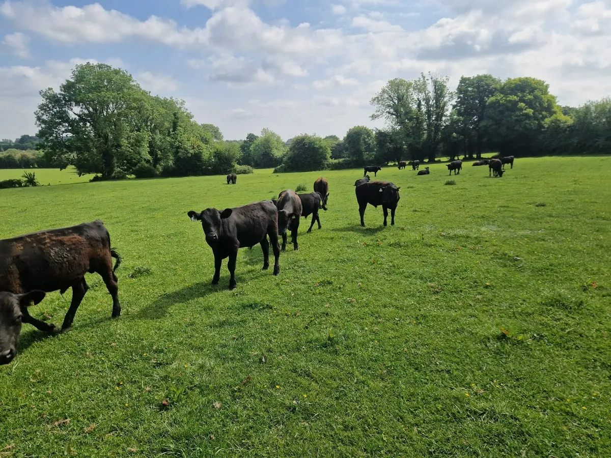 Angus bulls for sale - Image 2