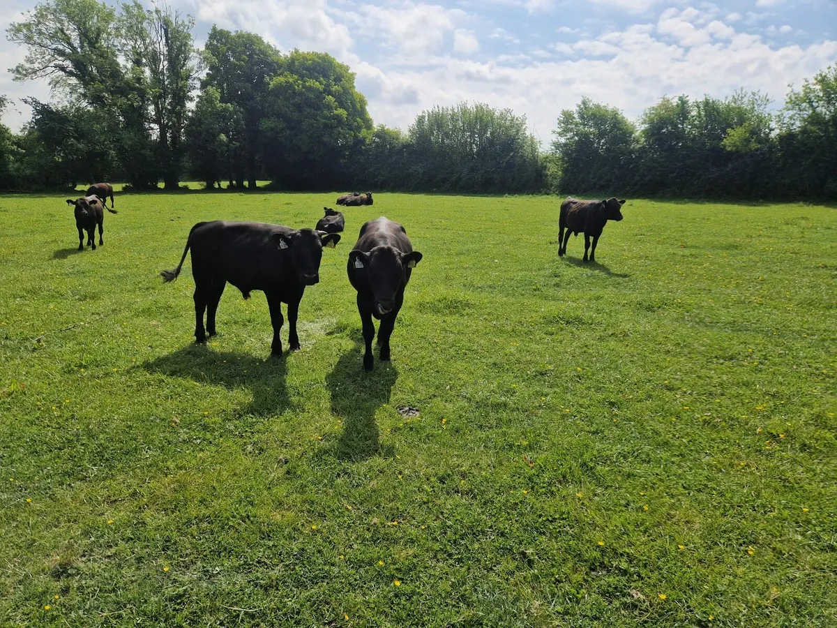 Angus bulls for sale - Image 3