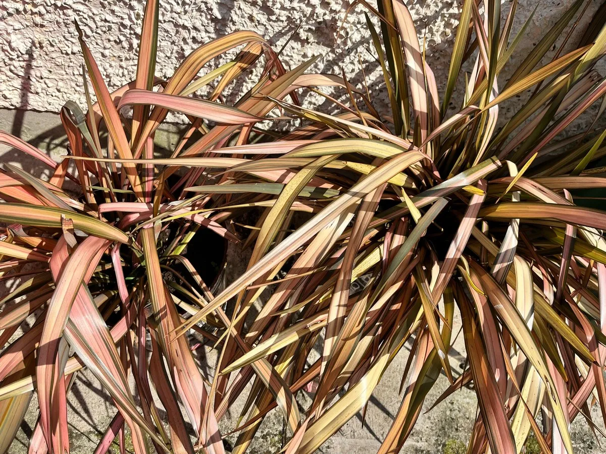 Two plants in big metal pots - Image 4
