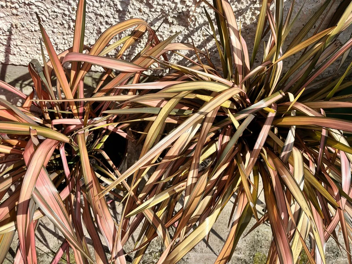 Two plants in big metal pots - Image 1