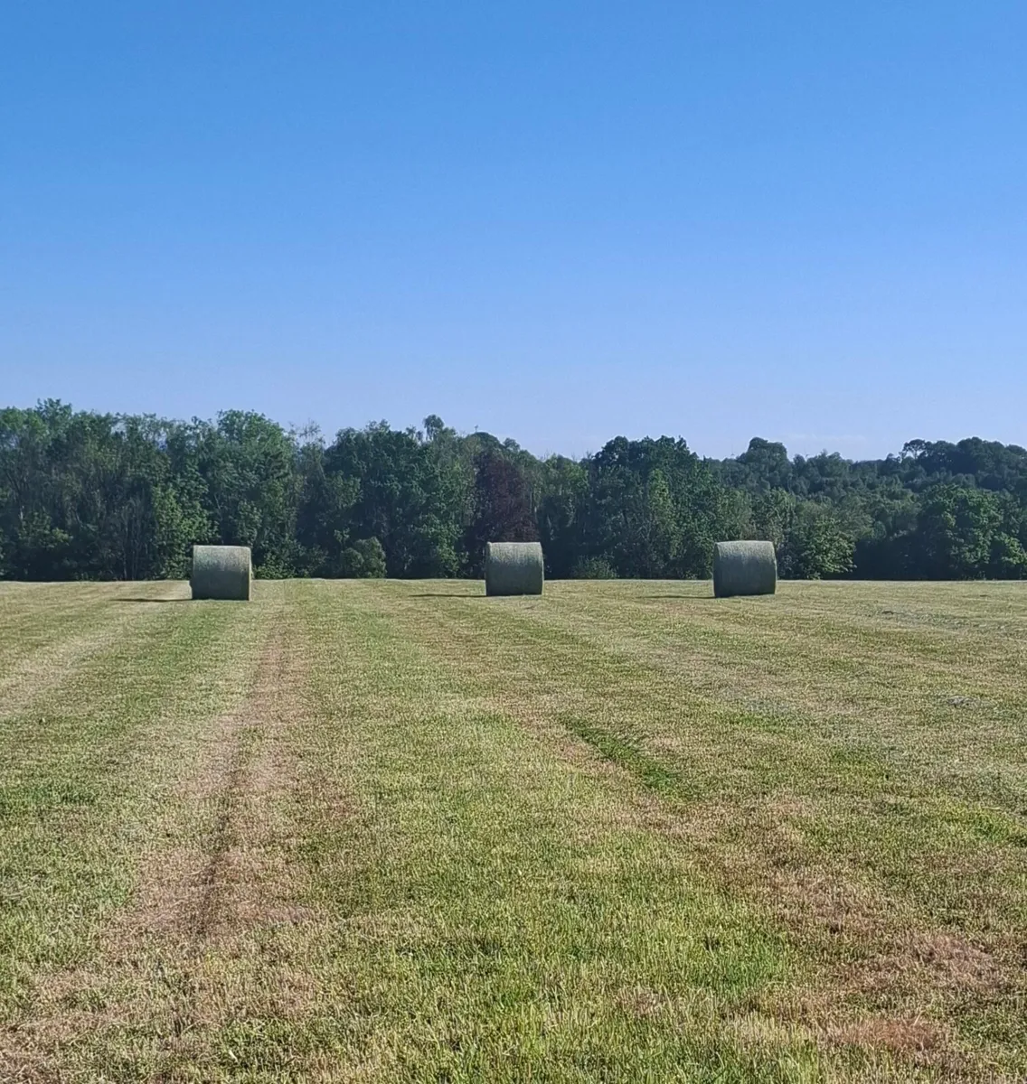 Hay
