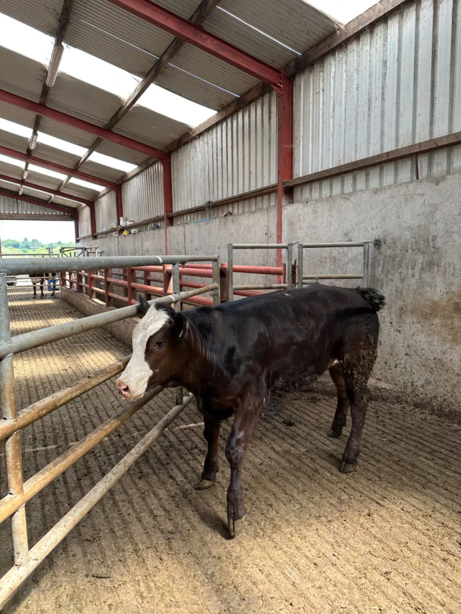 Cow maker - Image 1