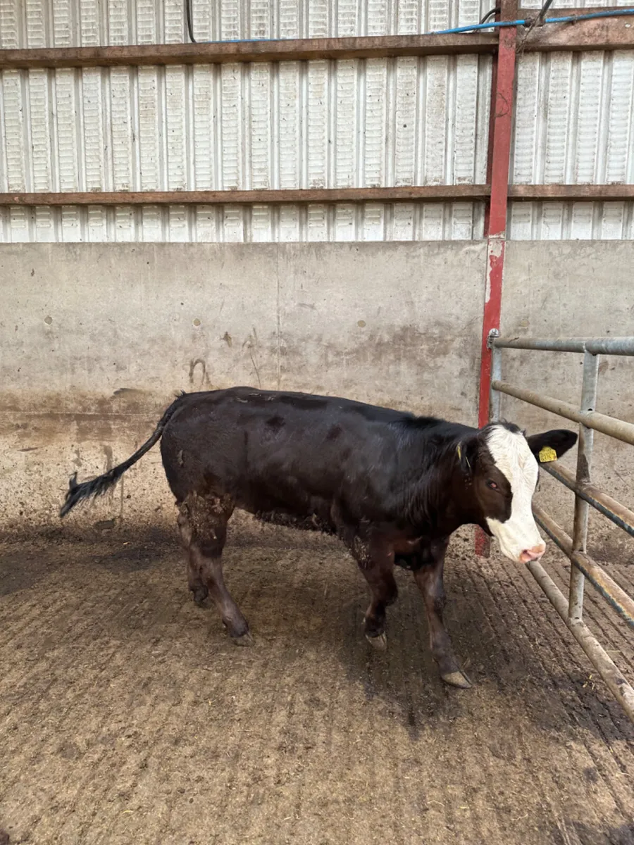 Cow maker - Image 2