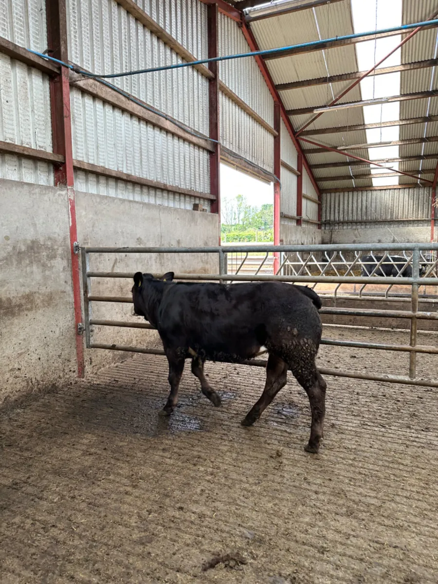Cow maker - Image 4